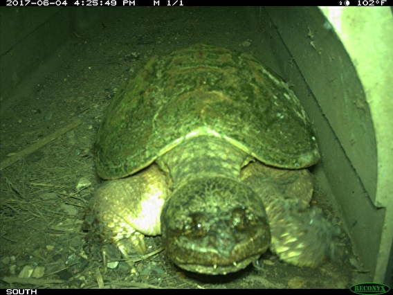 turtle in culvert tunnel