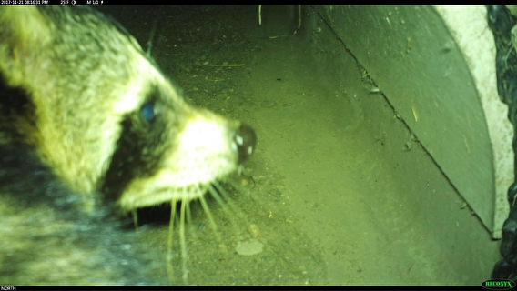raccoon in culvert tunnel 