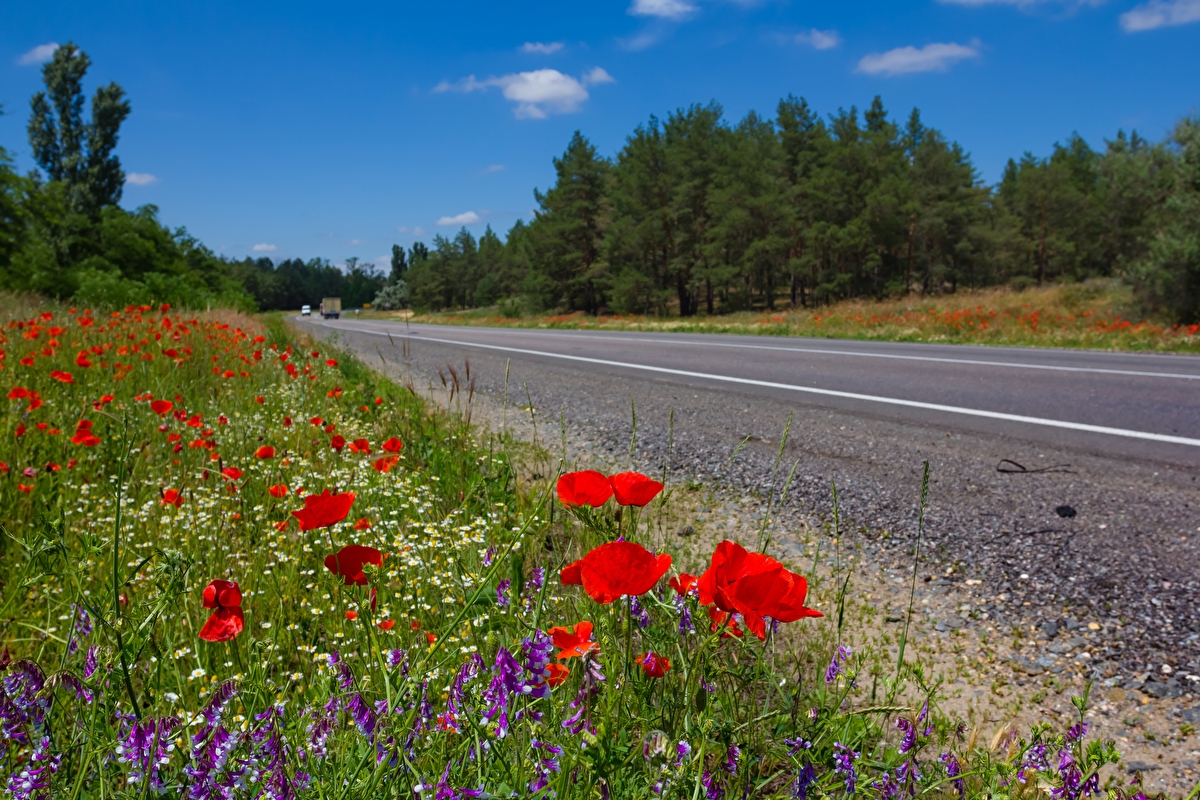 Wildflowers grow on the side of a road, with pine trees in the background.