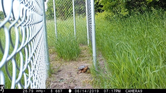Turtle and fence