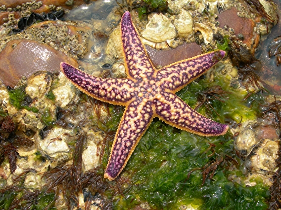 photograph of seastar