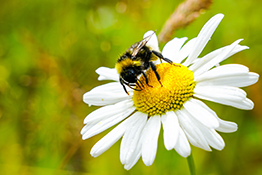 bee polllinating
